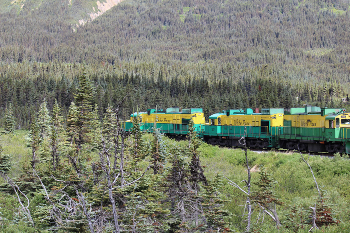 Green and yellow train riding through the forest.